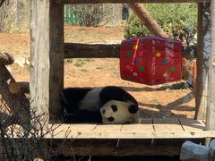 -大连森林动物园