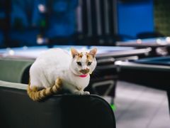 -新新潘晓婷台球俱乐部(周浦店)