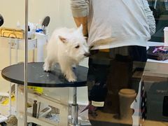 -momokira米努特·德文卷毛猫·棉花面纱犬