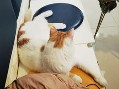 -平行世界·猫咖(首经贸店)