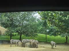 -北京野生动物园