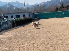 -趣玩宠物乐园寄养训犬训狗游泳池