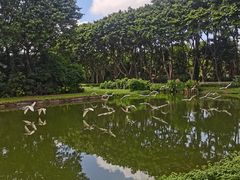 -广州长隆飞鸟乐园