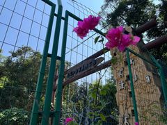 -南宁良凤江国家森林公园