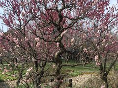 -苏州上方山国家森林公园