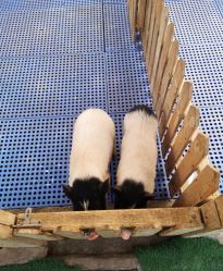 点击看大图 -萌宠亲子动物乐园(槐房万达店)