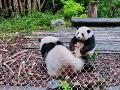 -成都大熊猫繁育研究基地
