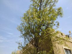 -古柏渡飞黄旅游区