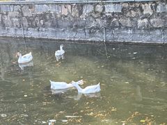 -苏州文庙(姑苏区)