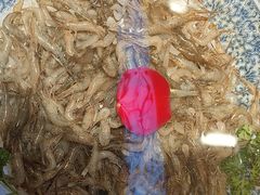 -鸽子窝(宋庄店)