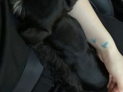 -创凡宠物医院·骨专科  猫科中心(西乡分院)