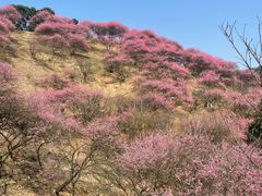 -新建村梅花