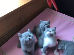 -海底捞火锅(高新万达店)