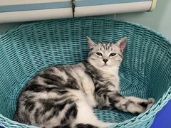 -纳吉亚猫专科动物医院·北北分院