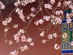 -桃花堤公园