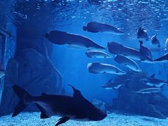 -多彩贵州城极地海洋世界