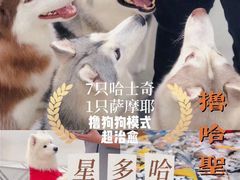 -星多哈·狗咖·拼豆·咖啡