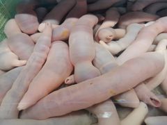 -小海丁