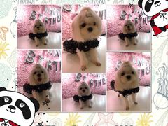 -百好乐宠物友好餐厅(朝外大街店)