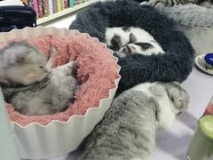 -喵的天空名猫咖啡馆·撸猫·猫舍·用品