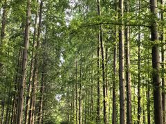 -黄海国家森林公园