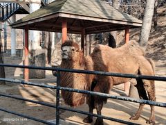 -大连森林动物园