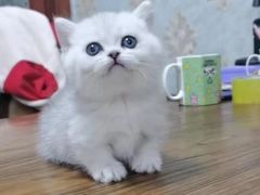 -宠福鑫康馨动物医院·骨科·眼科