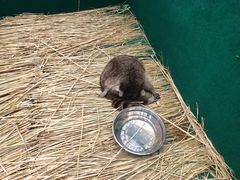 -芒果爆爆(东海缤纷店)