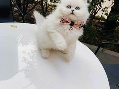 -欣宠猫屋·矮脚拿破仑·蓝金金渐层