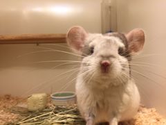 -龙猫仔乐园(惠福东路店)