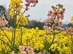 -三圣花乡旅游区