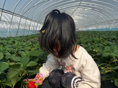 -喜杨洋草莓采摘园