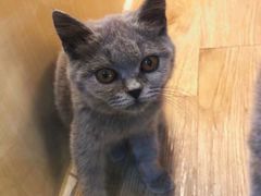 -momokira米努特·德文卷毛猫·棉花面纱犬