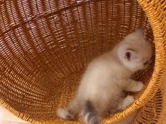 -猫咪派对(江南西店)
