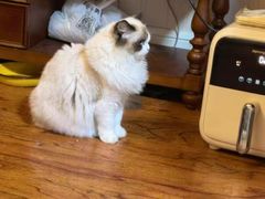 -青奢宠物·青奢猫舍