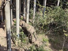 -野象谷景区