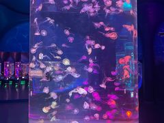 -上海海昌海洋公园