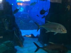 -成都浩海立方海洋公园