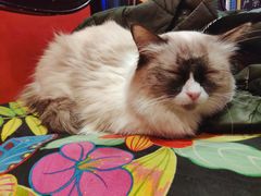 -猫色咖啡·猫咖