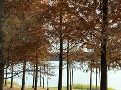 -上海海湾国家森林公园