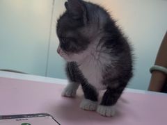 -嘉馨宠物医院·CT影像转诊·心脏科·犬猫全科诊疗中心(下沙大学城院区)