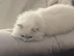 -飞行喵MR PILOT|猫舍·猫咖(静安大融城店)