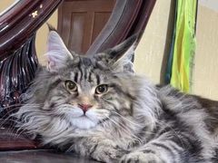 -青奢宠物·青奢猫舍