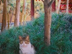 -龙华寺