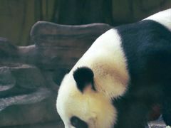 -泉州海丝野生动物世界