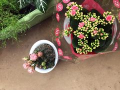 -金陵花卉交易市场