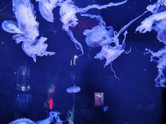 -成都浩海立方海洋公园