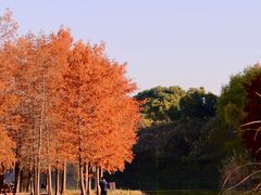 -梁鸿国家湿地公园