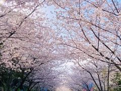 -高东镇樱花园