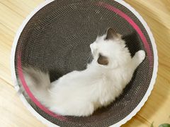 -瑞鹏宠物医院犬猫全科(真大分院)